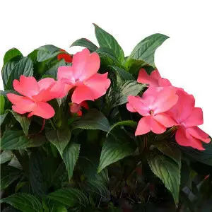 Balsam, Impatiens wallerania