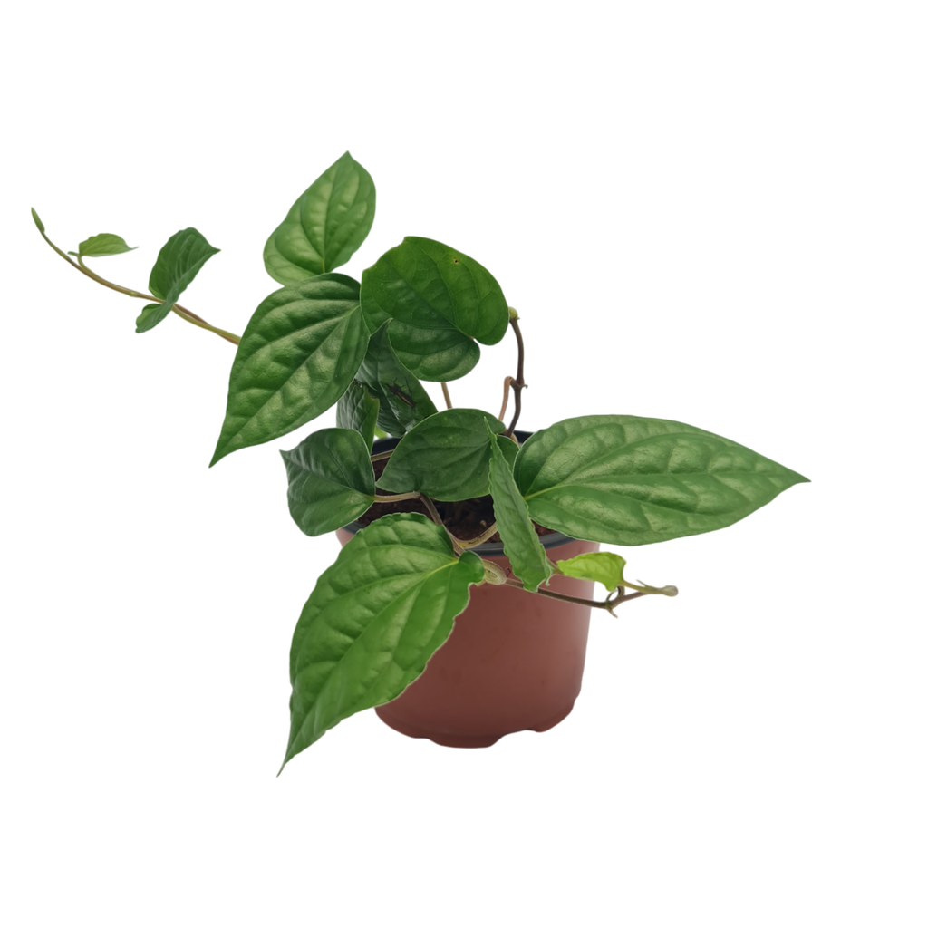 मागाई पान,  पायपर बीटल