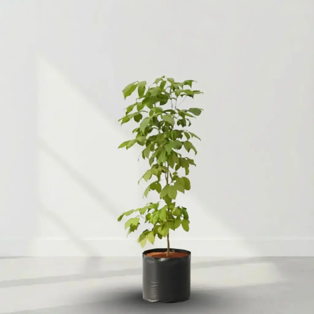 [PLTR TAAV BG 1010 3.9L H060] Pink trumpet tree,Tabebuia avellanedae (पॉलीबैग: 10x10, 3.9L, 12'')