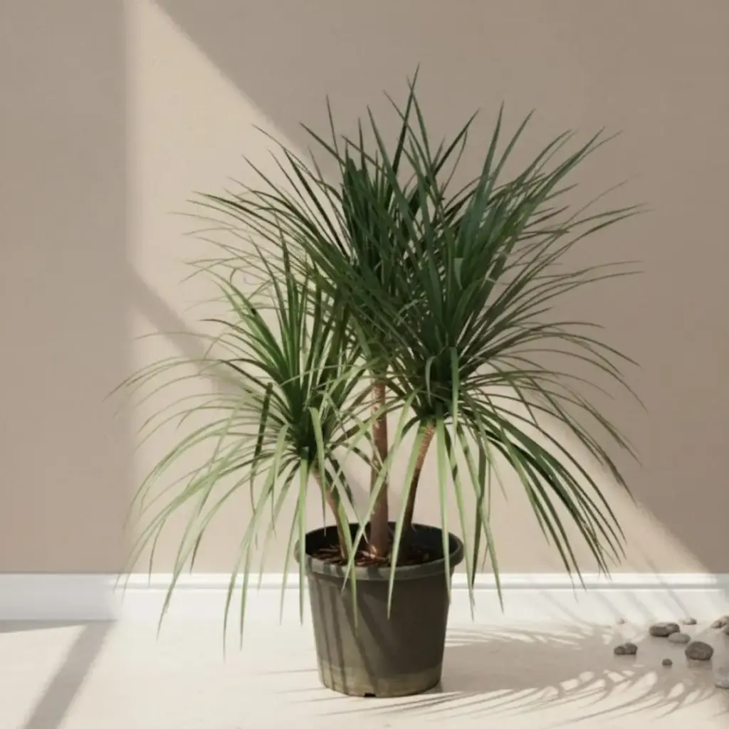 Dracaena Black dragon, Dracaena malaysia