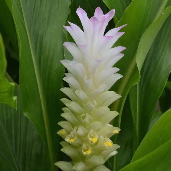 Siam tulip, curcuma alismatifolia