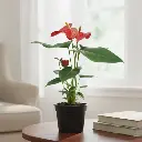 Anthurium andraeanum Red