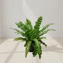 Bird's nest fern, Asplenium nidus