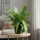 Bird's nest fern, Asplenium nidus
