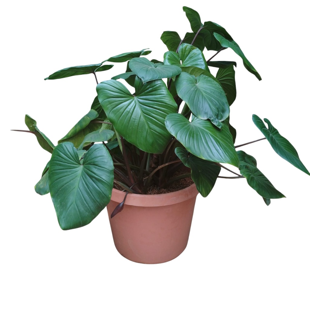 Queen of hearts, Homalomena rubescens