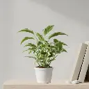 Scindapsus N’Joy, Epipremnum aureum 'N'Joy'