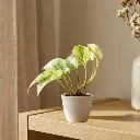 Epipremnum aureum marble queen