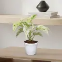 Epipremnum aureum marble queen