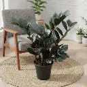 Black zamia, ZZ plants, Zamioculcas zamiifolia raven