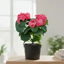 Poinsettia Red fireball, Euphorbia pulcherrima