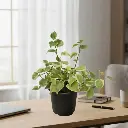 Peperomia scandens variegata