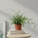 सिल्वर लेस फर्न, प्टेरिस एन्सिफॉर्मिस ‘एवर्गेमिएन्सिस’