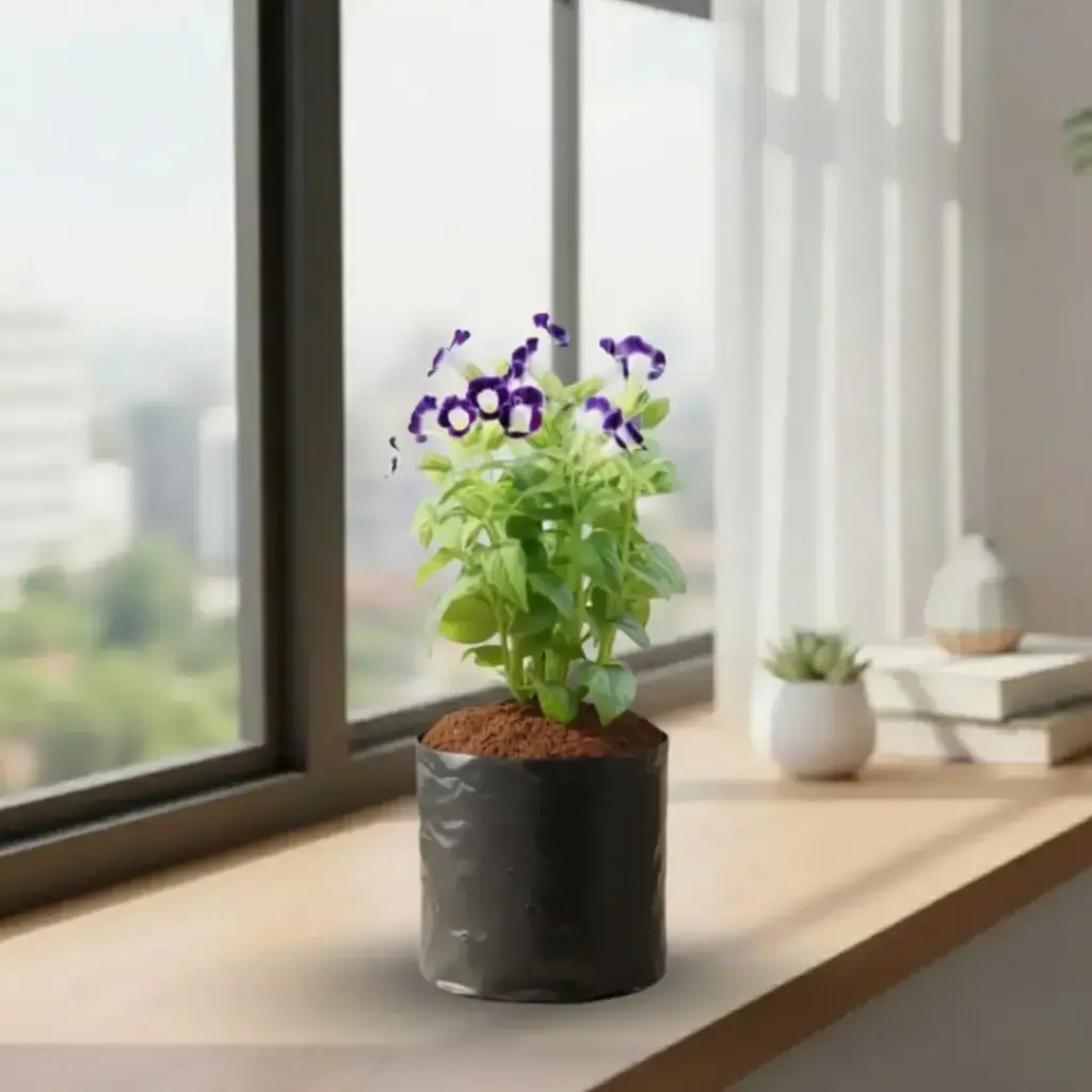 Wishbone flower, Torenia fournieri