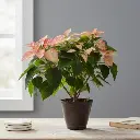 Poinsettia Ice Crystal , Euphorbia pulcherrima