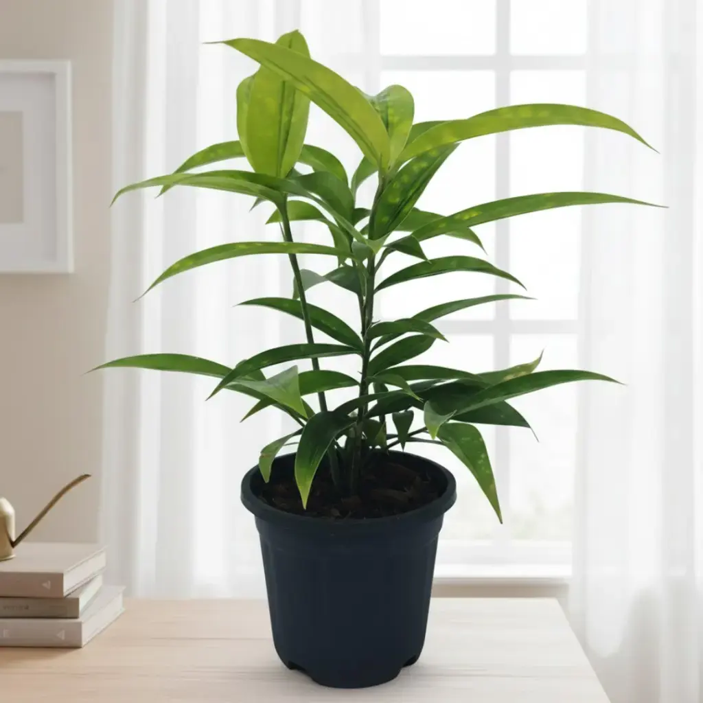 Spotted dracena, Dracena Surculosa