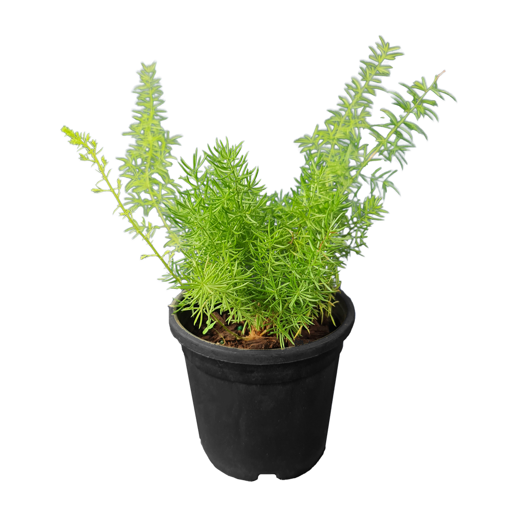 Meyeri fern, foxtail fern, Asparagus densiflorus