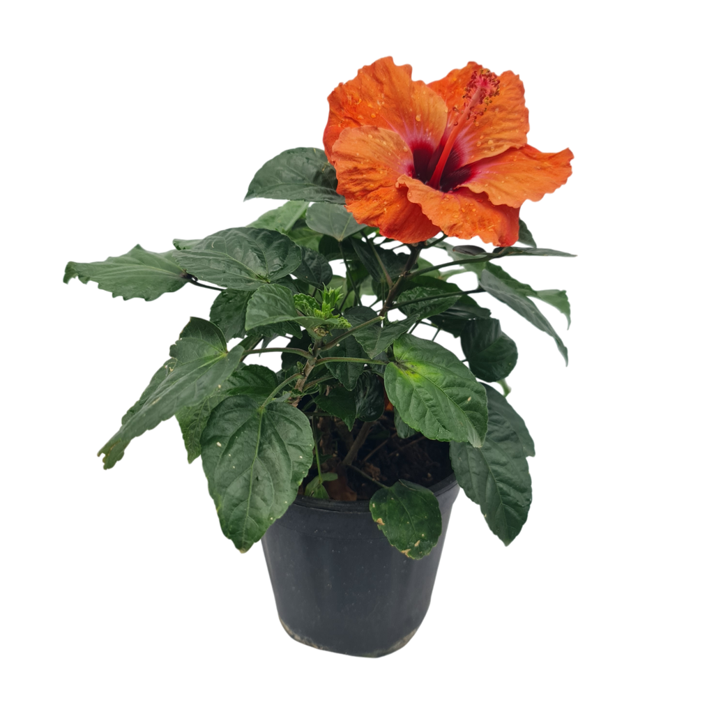 [PLWS HIHY PT 0015 2.2L H015] Jaswand, Hibiscus hybrid mix color (Pot # 6'' 2.2L)