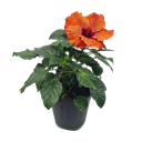 Jaswand, Hibiscus hybrid mix color