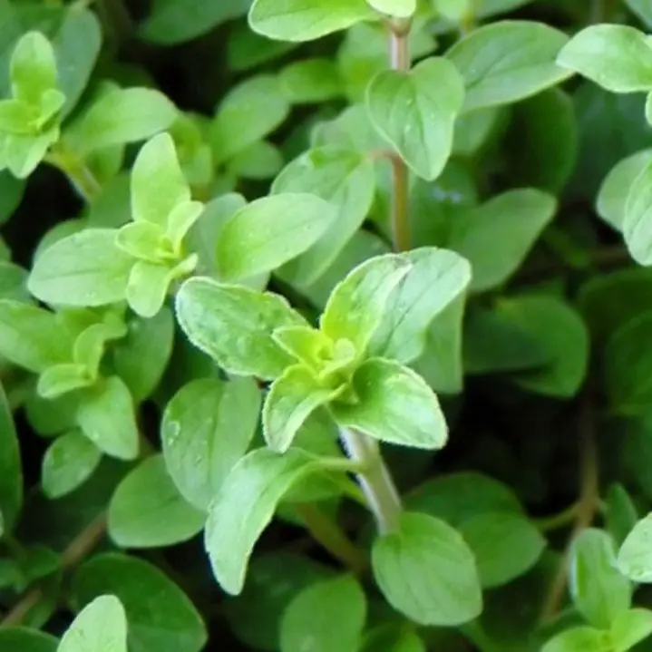 Oregano, Origanum vulgare