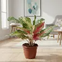 Aglaonema Panama