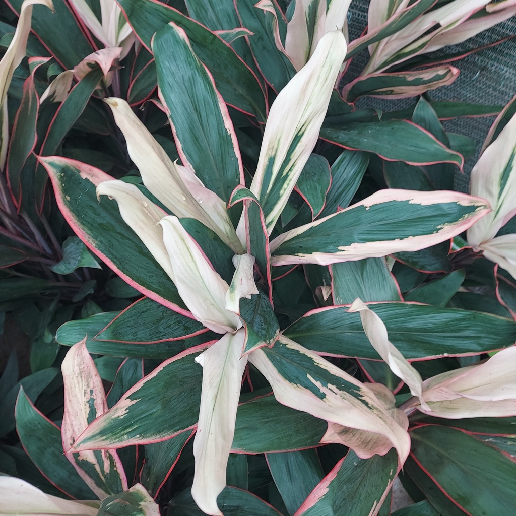 Cordyline fruticosa Rising sun