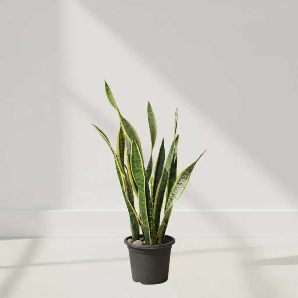 Snake Plant, Sansevieria trifasciata laurentii