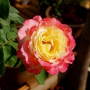 Rose 'Double delight'