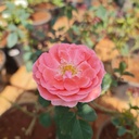 Rose 'Dearest'