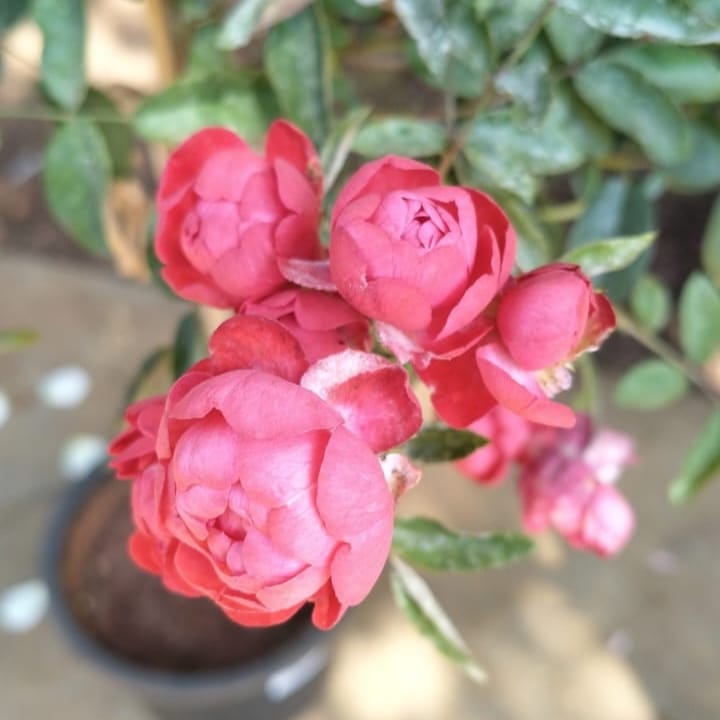 Rose Muttertag