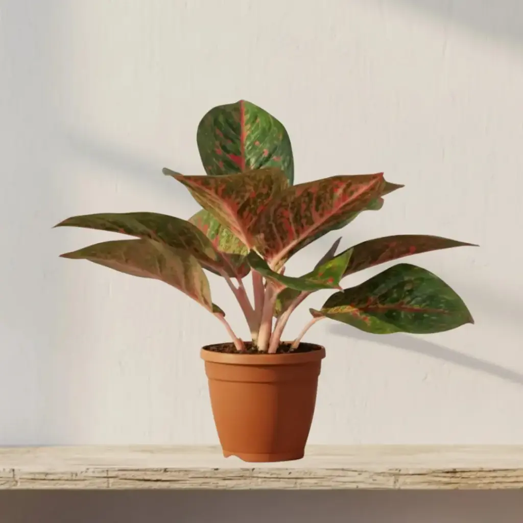 [PLFP AGRS PT 0013 1.6L H023] Aglaonema Red Stardust (Pot # 5" 1.6L)