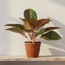 अँग्लोनिमा रेड स्टारडस्ट