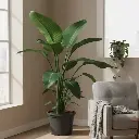 White Bird of Paradise, Strelitzia nicolai