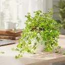 बेबीज टियर्स , हेलक्साइन सोलेरोली