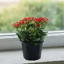 Kalanchoe, Kalanchoe blossfeldiana