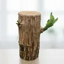 Lucky Brazilian Wood, Dracaena fragrans species