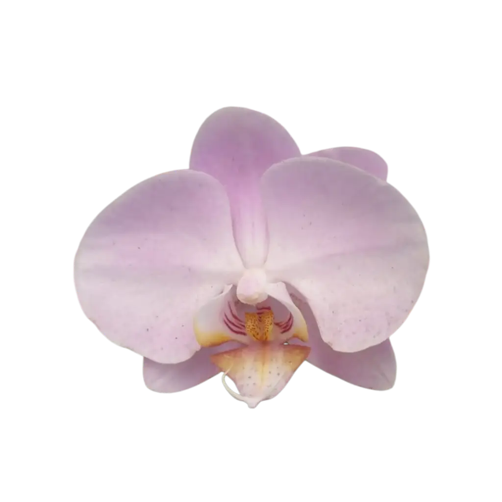 Orchids Burgundy, Phalaenopsis hybrids  
