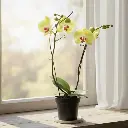 ऑर्चिड्स हीट वेव, फलेनोप्सिस हायब्रिड्स