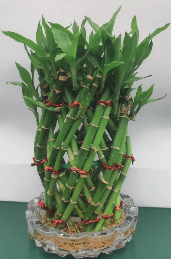 Lucky bamboo Pineapple