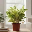 Aglaonema permaisuri