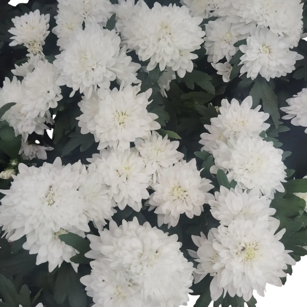 शेवंती व्हाईट, क्रिसॅन्थमम मोरिफोलियम