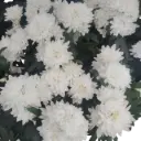 शेवंती व्हाईट, क्रिसॅन्थमम मोरिफोलियम