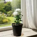 Shevanti White, Chrysanthemum morifolium  