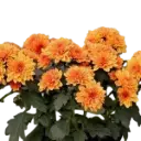Shevanti Orange, Chrysanthemum morifolium    