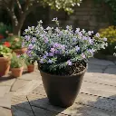 Cuphea hyssopifolia Lavender