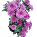 Shevanti Purple, Chrysanthemum morifolium  