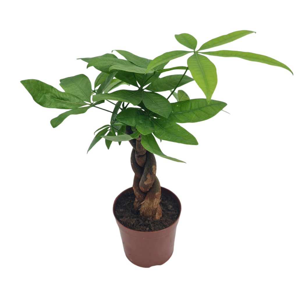 Braided Money tree, Pachira aquatica