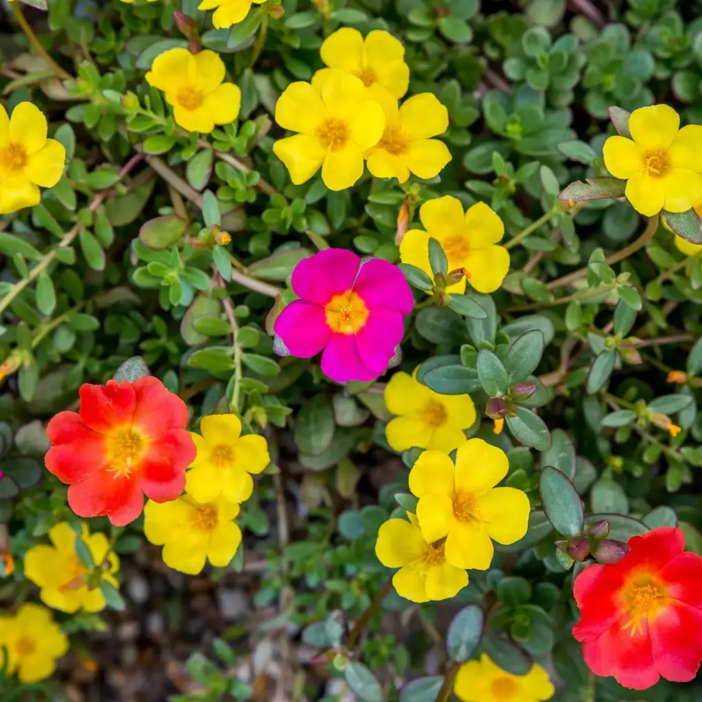 Moss rose, Portulaca Oleracea