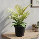 Philedendron golden Crocodile