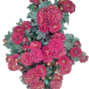 Shevanti Dark Red, Chrysanthemum morifolium  