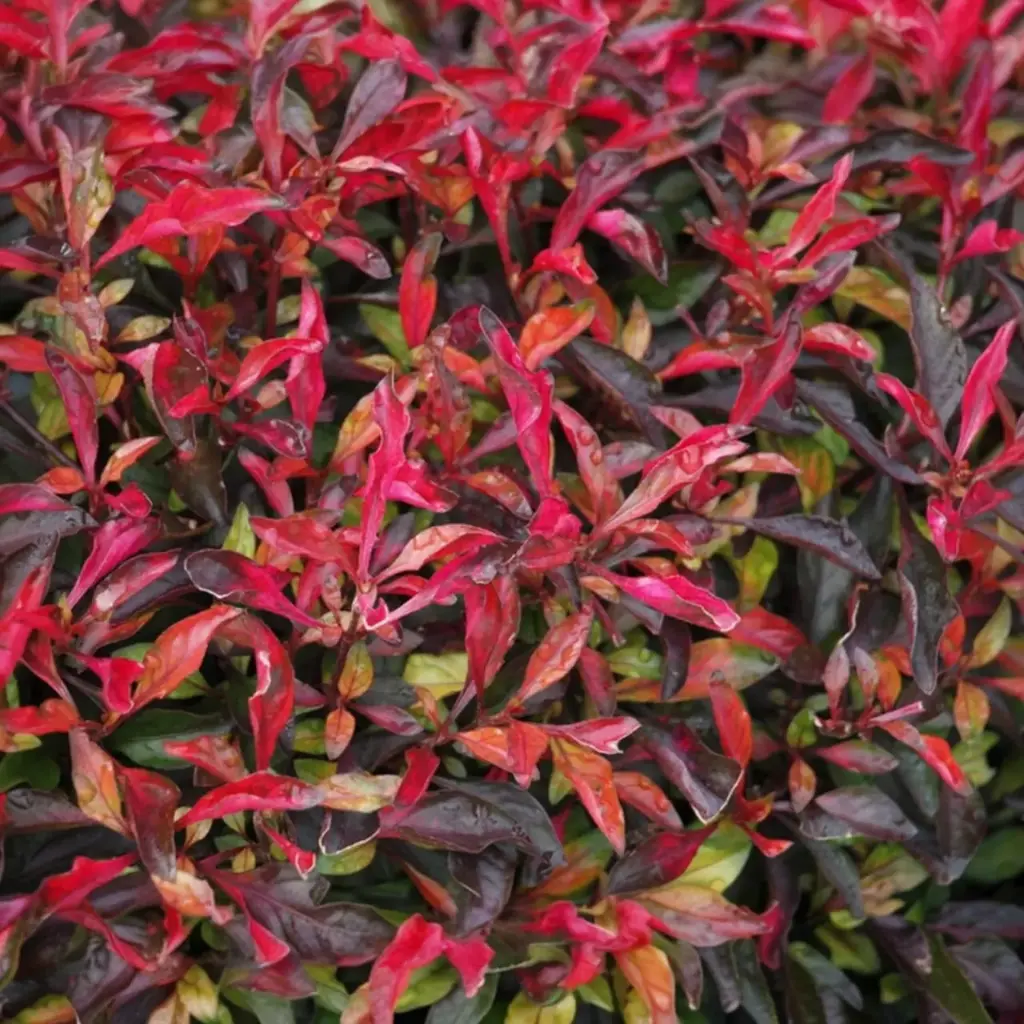 [PLWS ALRD PT 0015 785ml H015] Alternanthera bettzickiana Red (पॉट # 4'' 785ml)